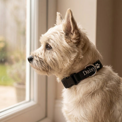 Embroidered Personalized Dog Collar with Quick Release Buckle