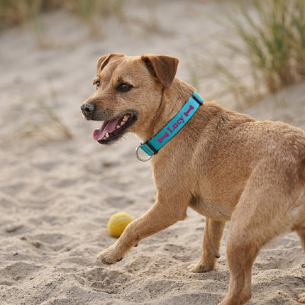 Dog Collars with Name and Phone Number Adjustable