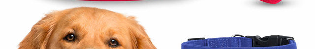 Embroidered Red Dog Collar w/ Pet Name